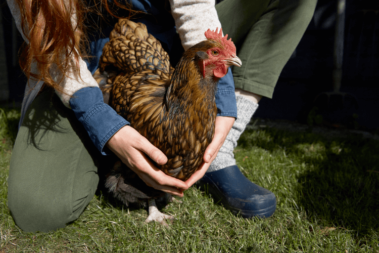 Advies in de winkel - kip Advies in de winkel - kip